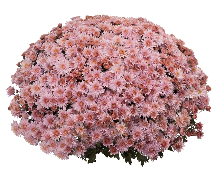 Chrysanthemum x morifolium Afterglow 'Pink' (114849)