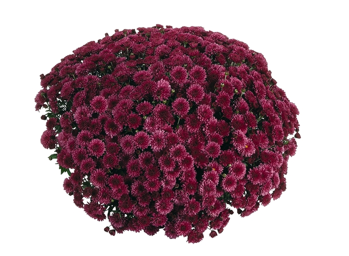 Chrysanthemum x morifolium Afterglow 'Purple' (114850)