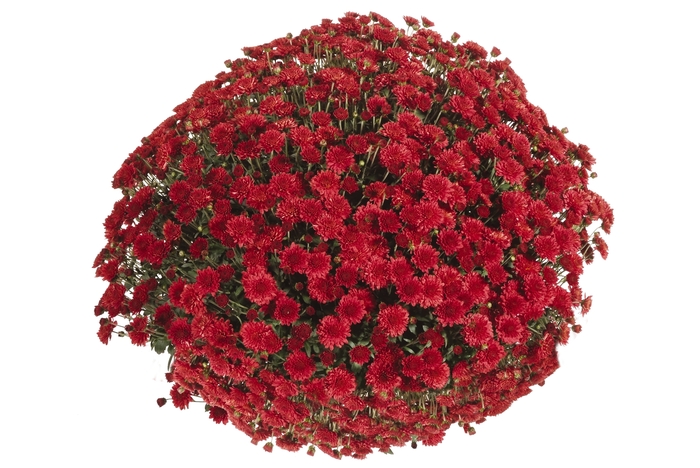 Chrysanthemum x morifolium Afterglow 'Red' (114851)