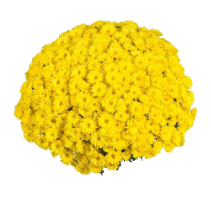 Chrysanthemum x morifolium Afterglow 'Yellow' (114853)