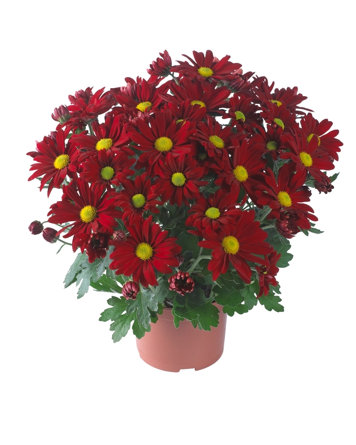 Chrysanthemum indicum 'Breeze Cardinal' (114926)