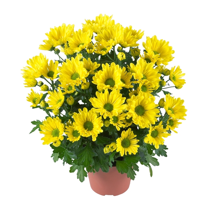 Chrysanthemum indicum 'Breeze Yellow' (114956)