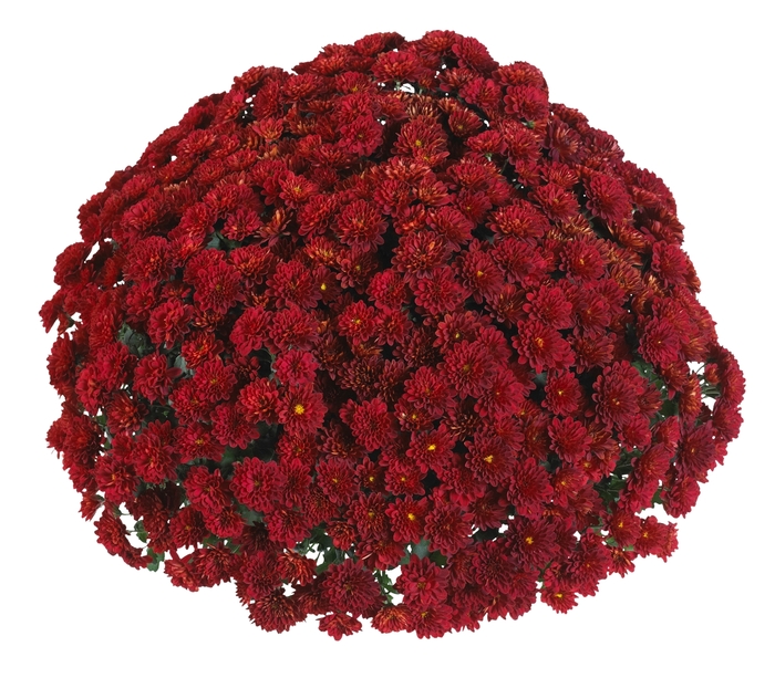 Chrysanthemum x morifolium 'Meridian Red' (114966)
