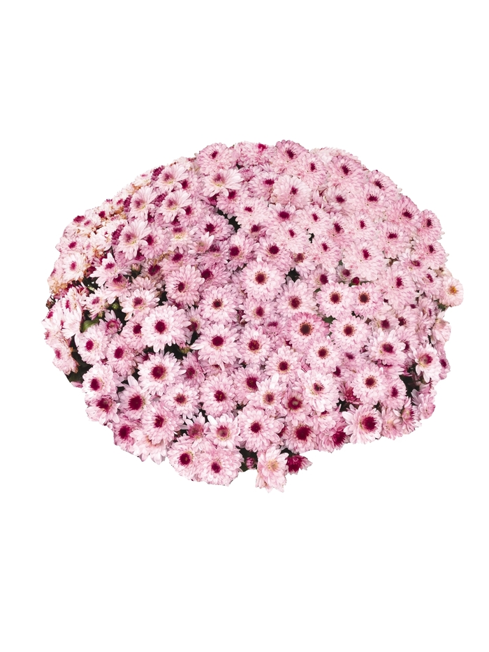 Chrysanthemum x morifolium 'Meridian Pink Bicolor' (114969)
