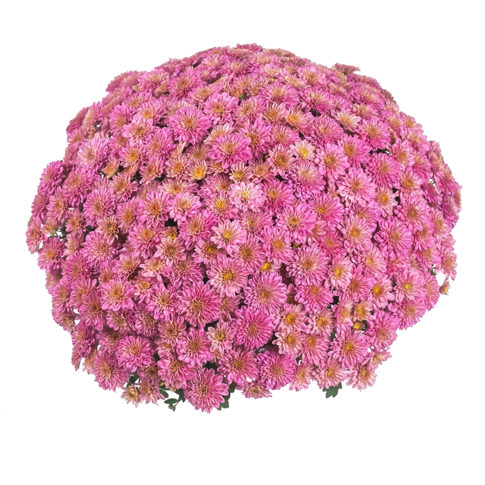 Chrysanthemum x morifolium 'Eventide Coral' (114971)