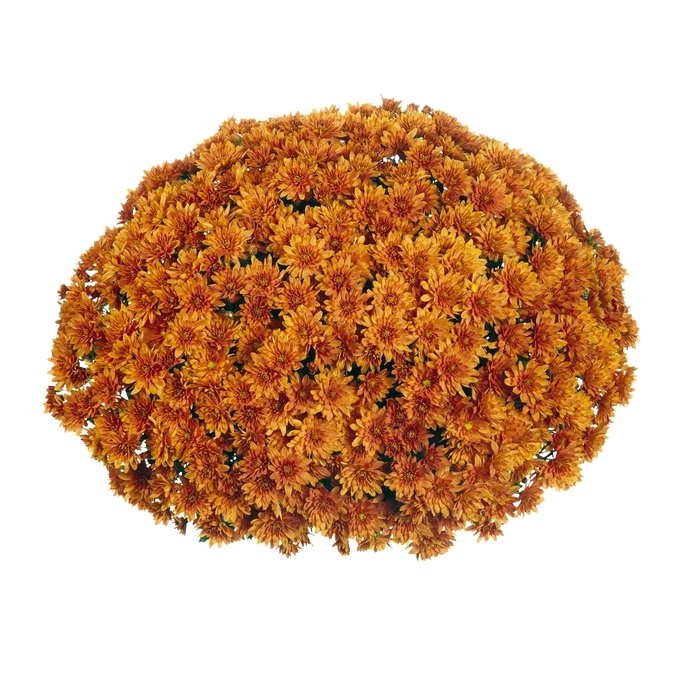 Chrysanthemum x morifolium Sunbeam 'Bronze' (114973)