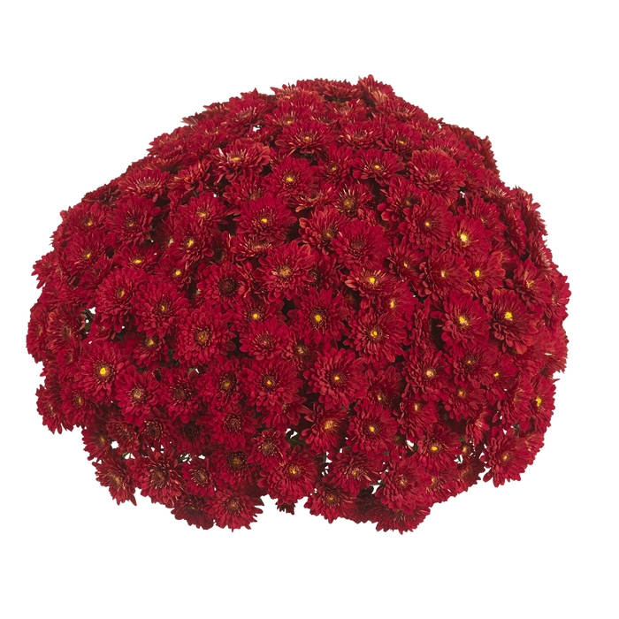 Chrysanthemum x morifolium Sunbeam 'Dark Red' (114974)