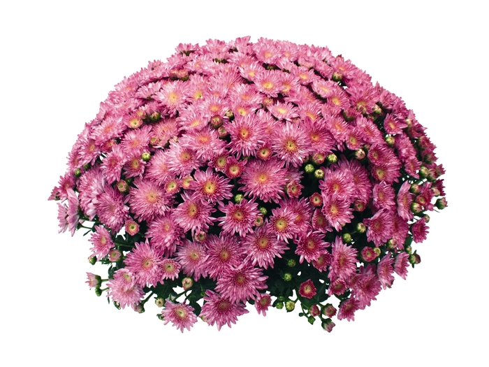 Chrysanthemum x morifolium Sunbeam 'Pink' (114975)