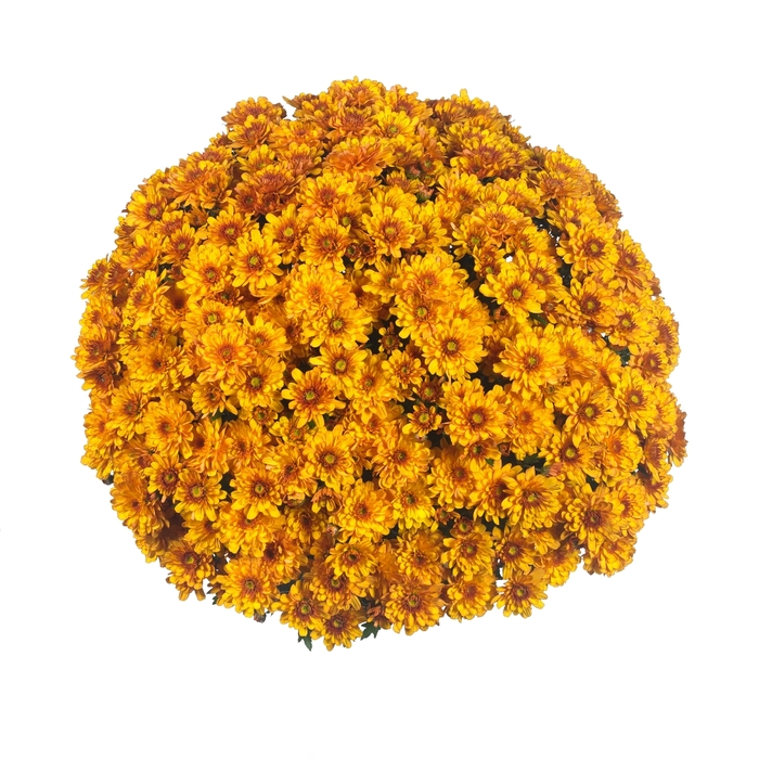 Chrysanthemum x morifolium Sunbeam 'Bronze Bicolor' (114982)
