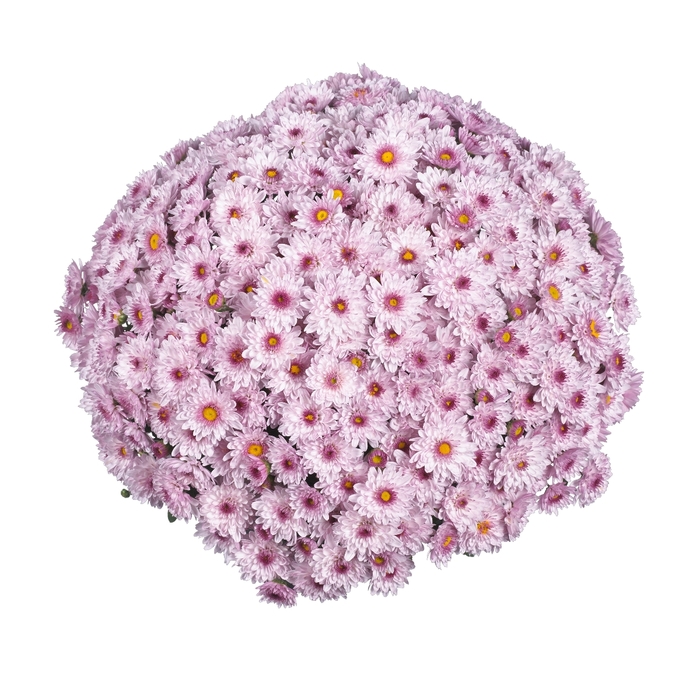 Chrysanthemum x morifolium Sunbeam 'Pink Bicolor' (114990)
