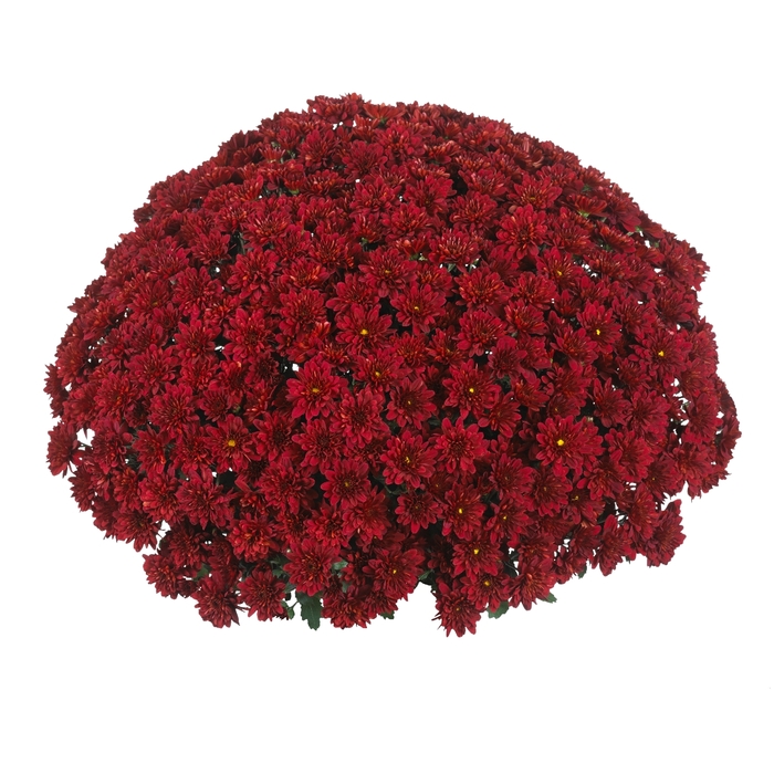Chrysanthemum x morifolium Sunbeam 'Red' (114992)
