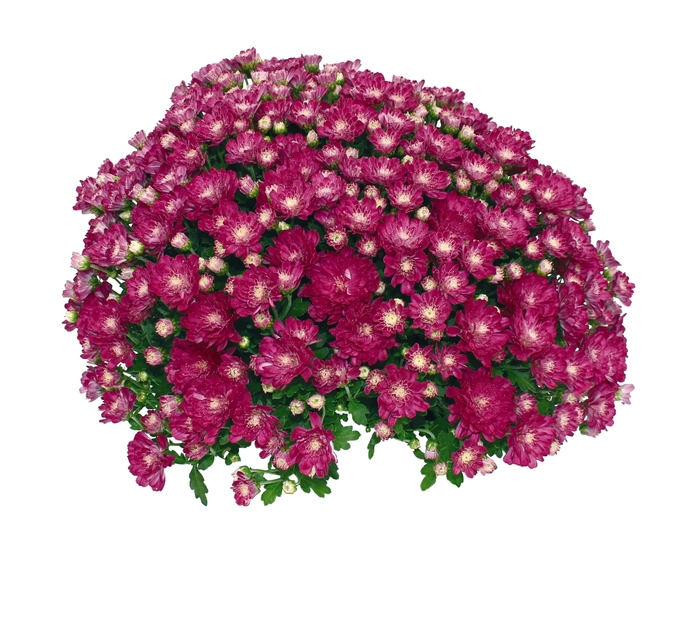 Chrysanthemum x morifolium 'Daybreak Appleblossom' (114993)