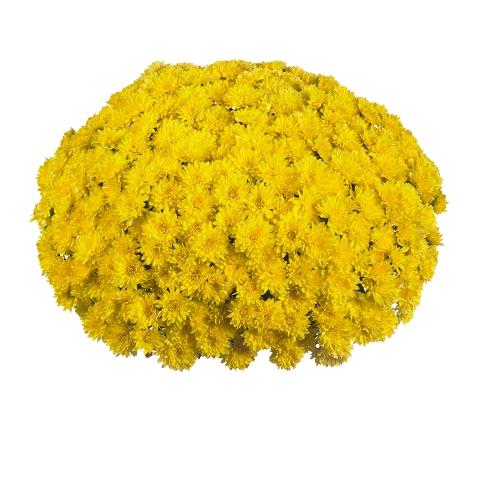Chrysanthemum x morifolium 'Daybreak Bright Yellow' (114996)