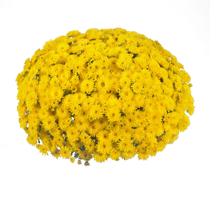 Chrysanthemum x morifolium 'Daybreak Dark Yellow' (114998)