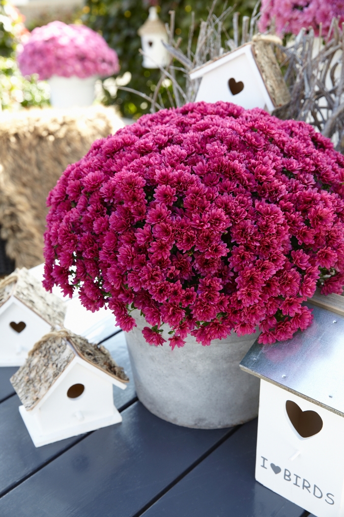 Chrysanthemum x morifolium 'Daybreak Purple' (115003)