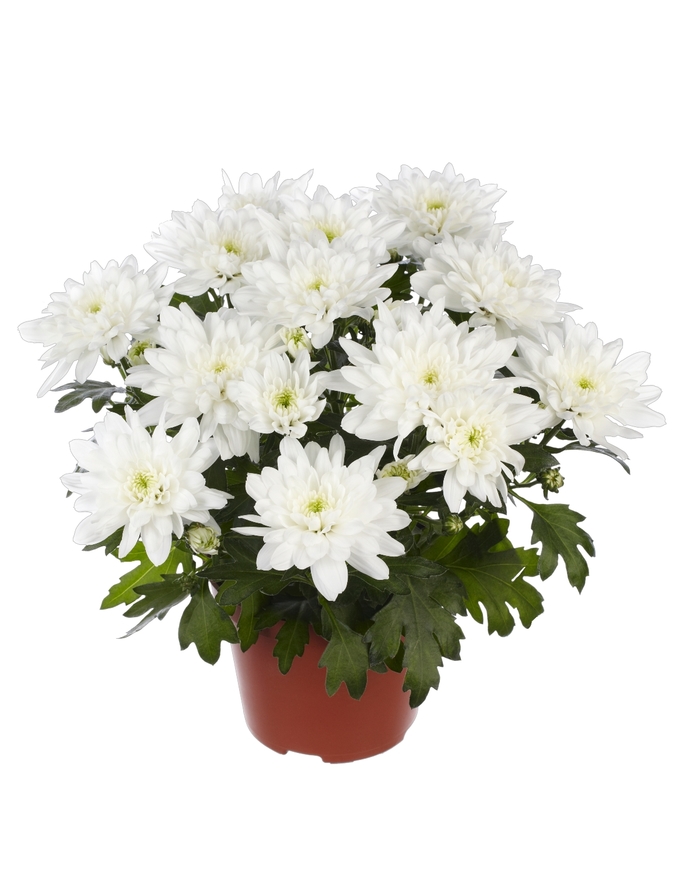Chrysanthemum indicum 'Chrystal Blanche' (115007)