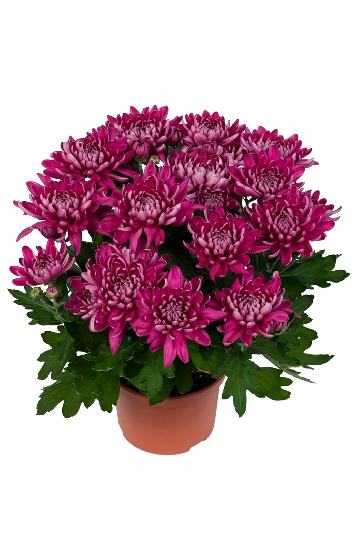 Chrysanthemum indicum 'Chrystal Misty Purple' (115015)