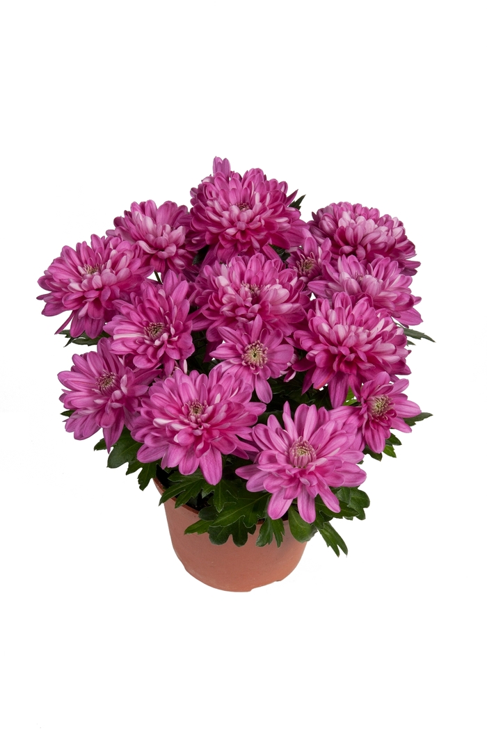 Chrysanthemum indicum 'Chrystal Pink Charm' (115019)