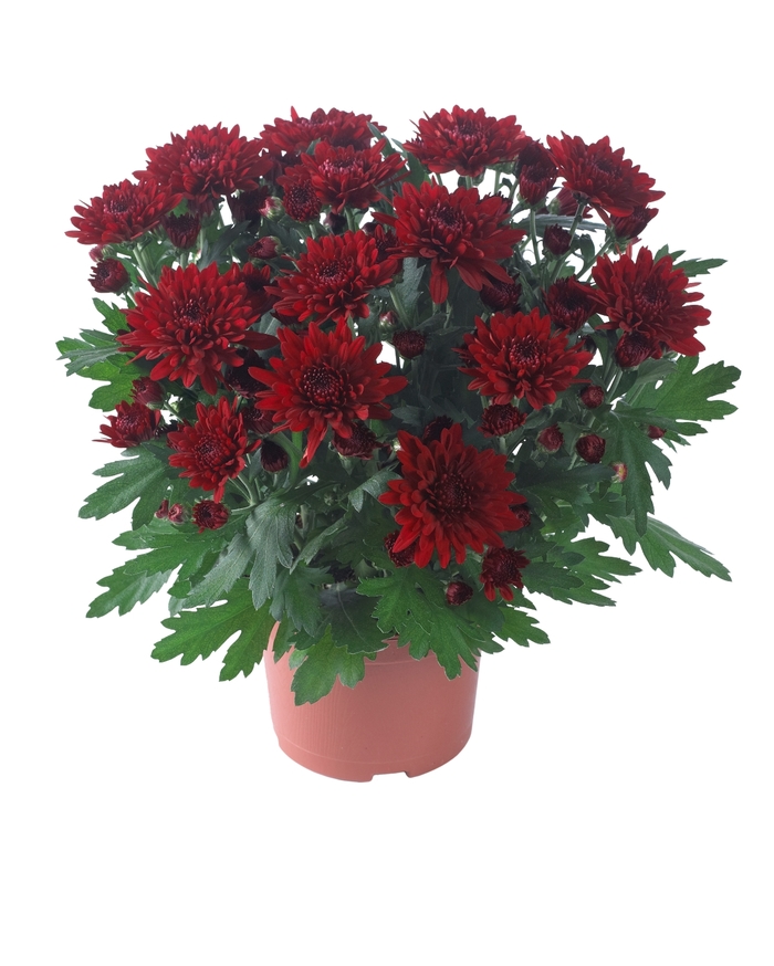 Chrysanthemum indicum 'Chrystal Red' (115021)