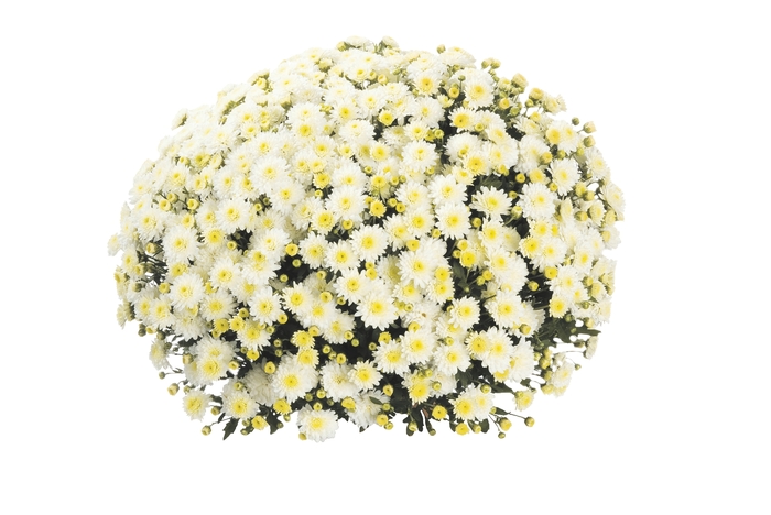 Chrysanthemum x morifolium 'Eventide Cream White' (115024)