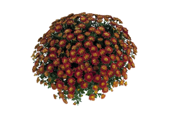 Chrysanthemum x morifolium 'Eventide Dark Bronze' (115025)