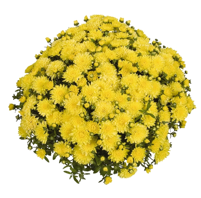 Chrysanthemum x morifolium 'Eventide Lemon' (115027)