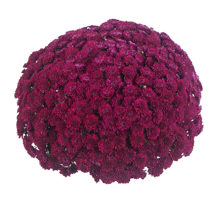 Chrysanthemum x morifolium 'Eventide Purple' (115028)