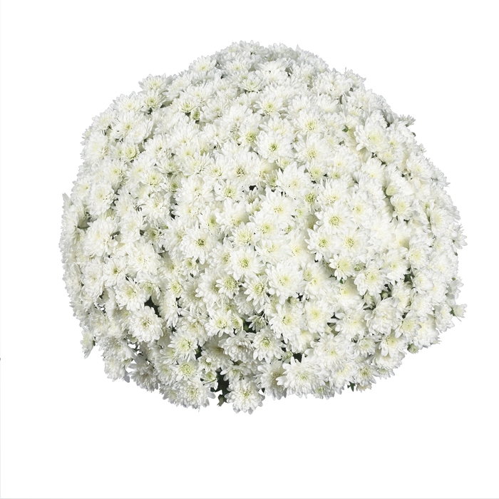 Chrysanthemum x morifolium 'Eventide White' (115030)
