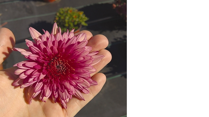 Chrysanthemum x morifolium Magnum 'Pink' (115032)