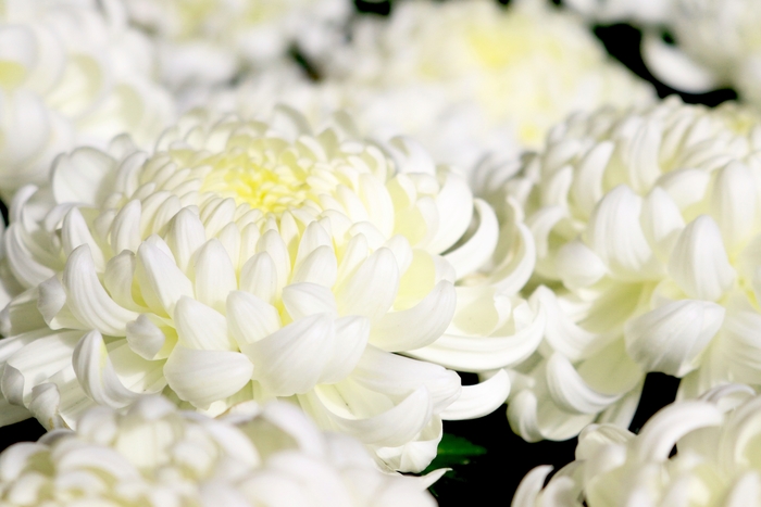 Chrysanthemum indicum 'Cosmo White' (115038)
