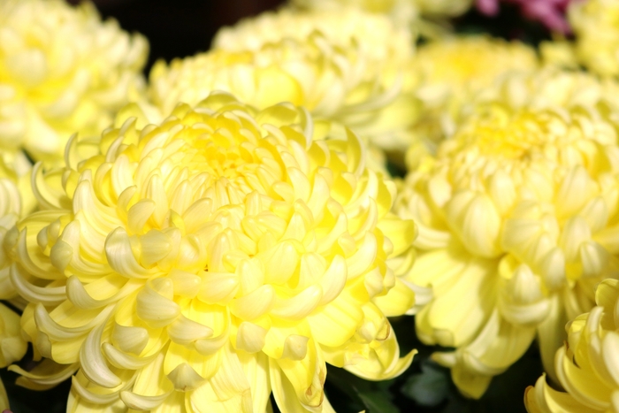 Chrysanthemum indicum 'Cosmo Yellow' (115041)