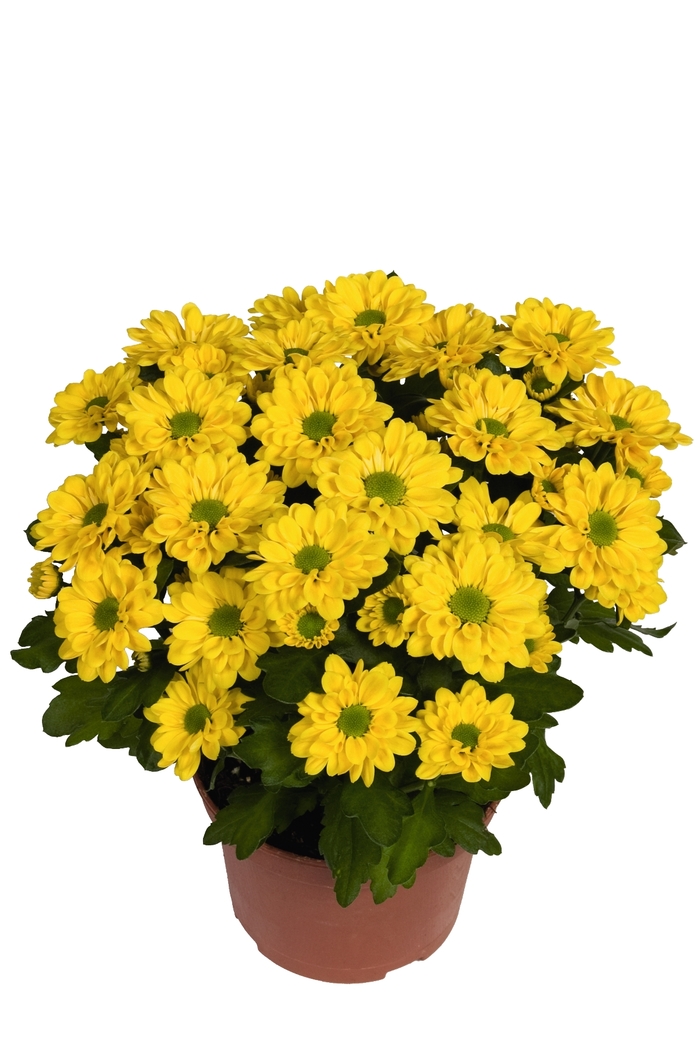 Chrysanthemum indicum 'Swifty Yellow' (115066)