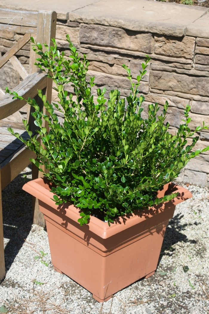 Buxus Microphylla Japonica Winter Gem Boxwood Garden Center Marketing