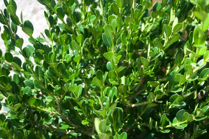 Buxus Microphylla Japonica Winter Gem Boxwood From Garden Center