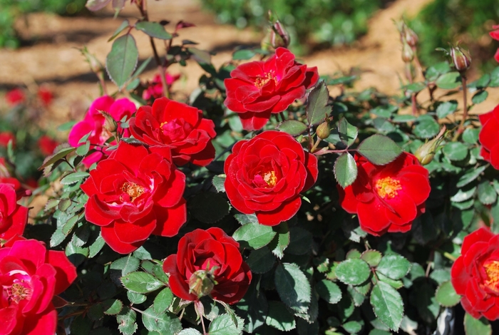 Rosa Sunrosa® 'Red' (115880)