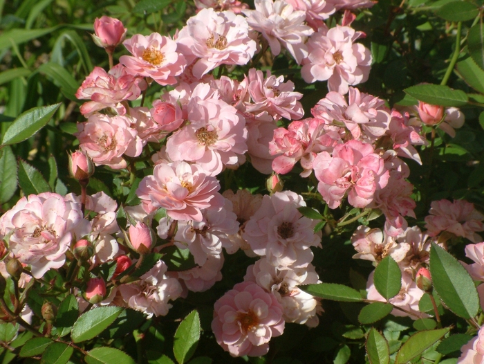 Rosa Sunrosa™ 'Soft Pink' (115883)