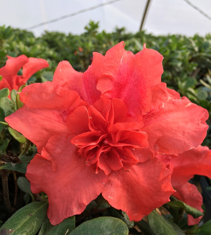 Rhododendron ReBLOOM™ 'Firebrick Fame™' (116480)