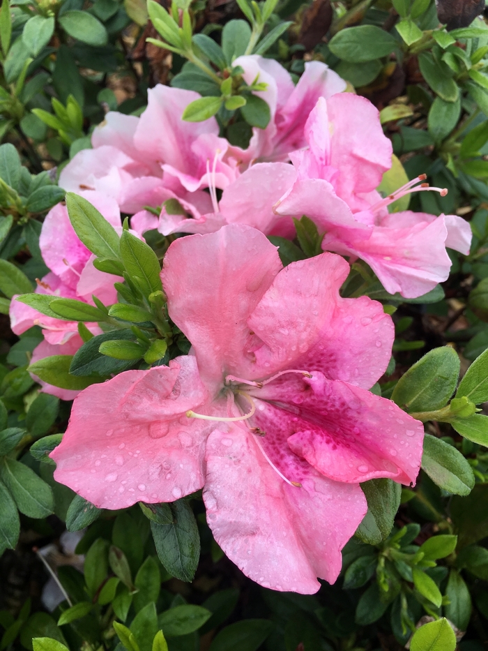 Rhododendron ReBLOOM™ 'Purple Spectacular™' (116482)