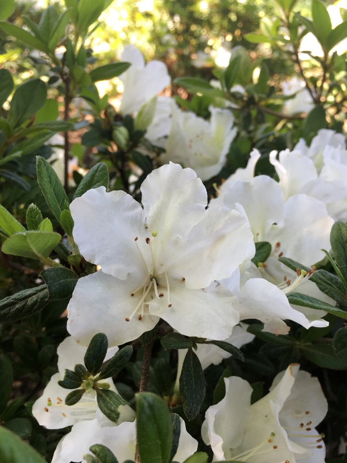 Rhododendron ReBLOOM™ 'White Nobility™' (116496)
