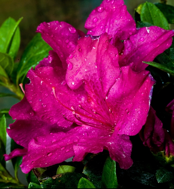 Rhododendron ReBloom™ 'Fuchsia Extravagance™' (116551)