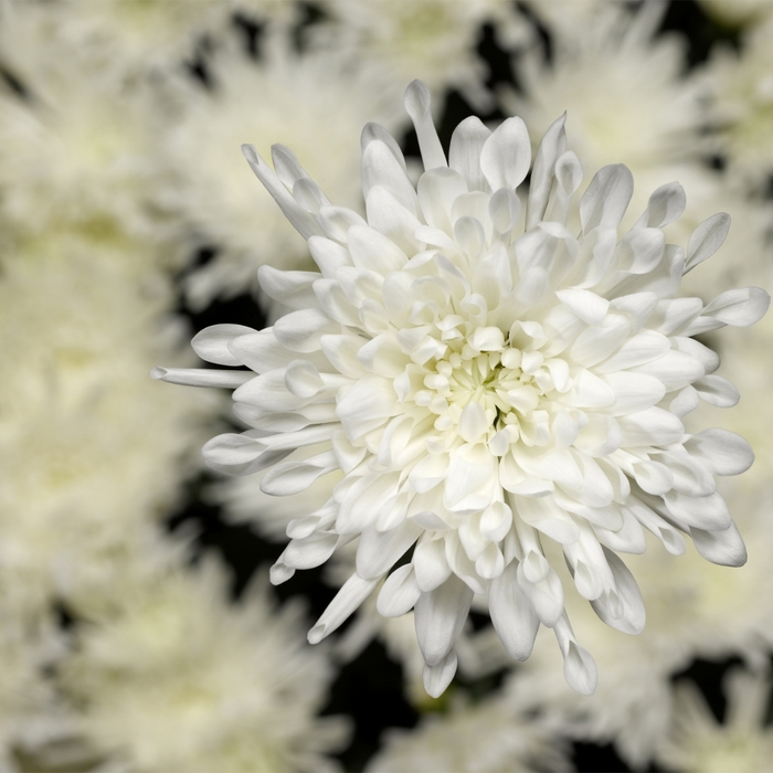 Chrysanthemum indicum 'Seaside™ White' (116564)