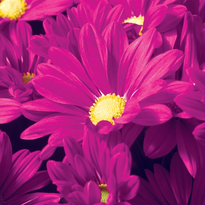 Chrysanthemum indicum 'Rockport™ Purple' (116568)
