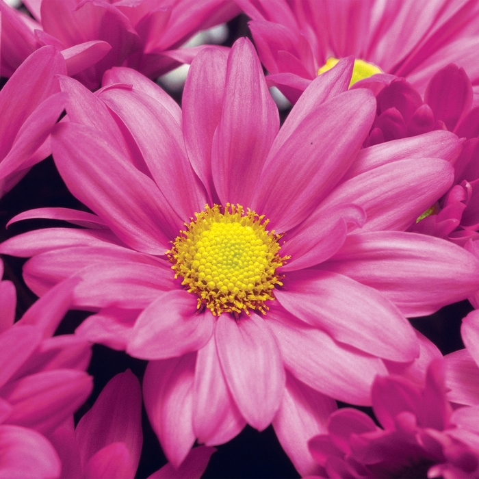 Chrysanthemum indicum 'Roanoke™ Pink' (116569)