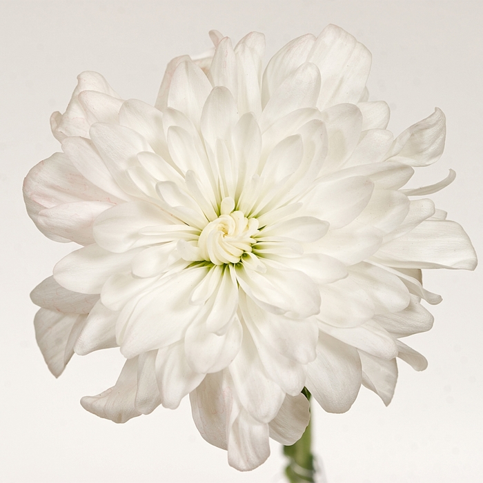 Chrysanthemum indicum 'Ottawa™ White' (116582)