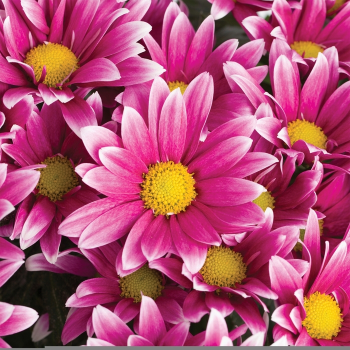 Chrysanthemum indicum 'La Belle™ Dark Pink Bicolor' (116600)
