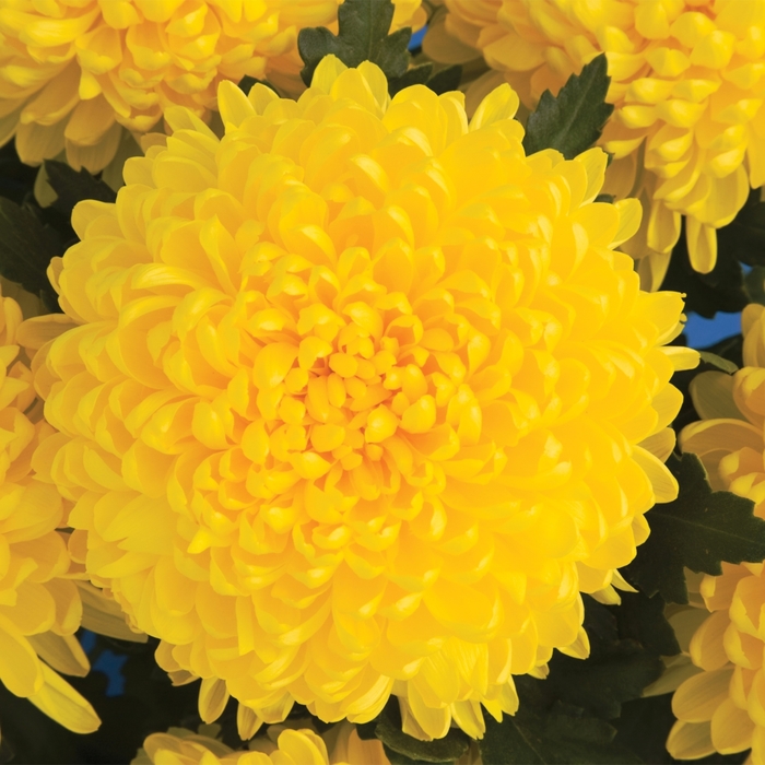 Chrysanthemum indicum 'Golden Gate™' (116616)