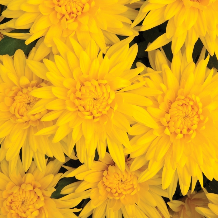 Chrysanthemum indicum 'Bloomfield™ Yellow' (116649)