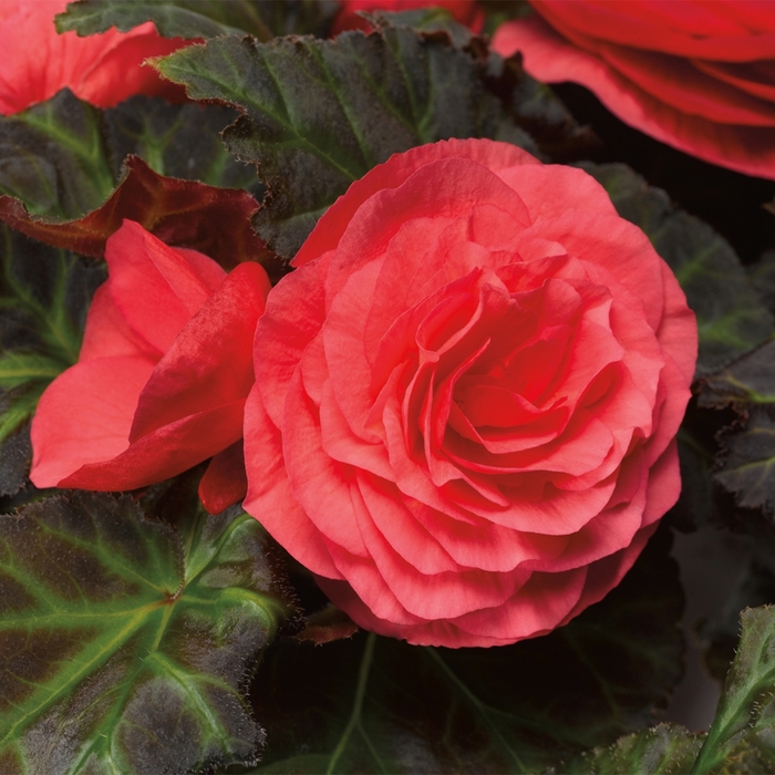 Begonia x tuberhybrida Go-Go™ 'Rose' (116685)