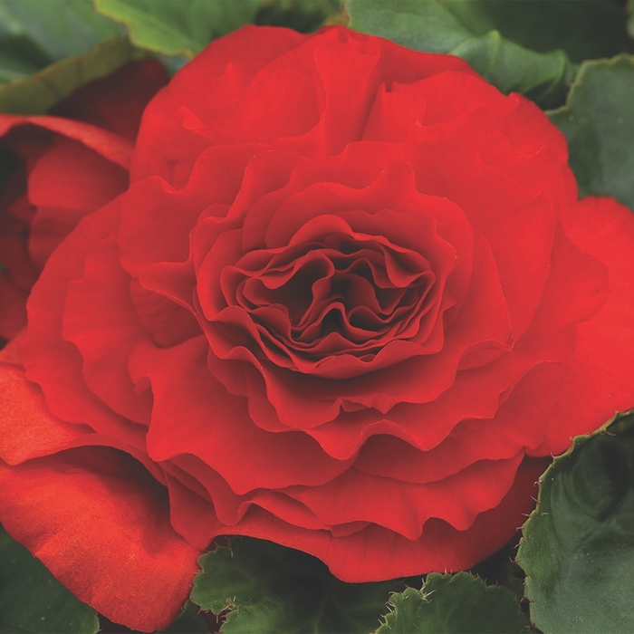 Begonia x tuberhybrida Go-Go™ 'Red' (116686)