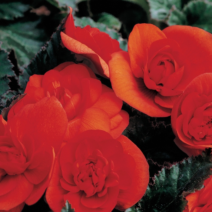 Begonia x tuberhybrida Go-Go™ 'Orange' (116687)